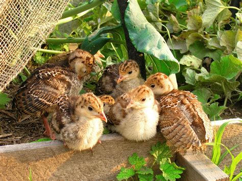 Start them on a medicated 28% turkey starter for the standard bronze turkey. Standart bronze turkey poults | Farm animals, Bronze ...