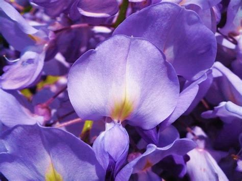 Free Images Blossom Flower Purple Petal Botany Flora Wildflower
