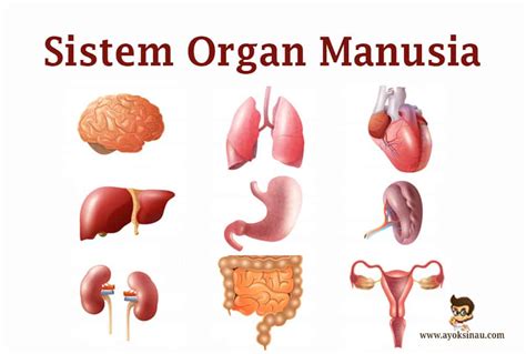 Sistem Organ Pada Manusia Dan Organ Penyusunnya Rasanya