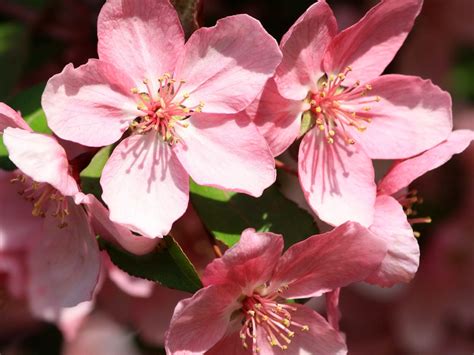 Foto Gratis In Fiore Di Ciliegio Primavera Fiori Petali