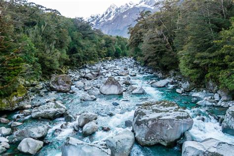 Turquoise Glacier River Flowing Through Rainforest New Zealand Stock