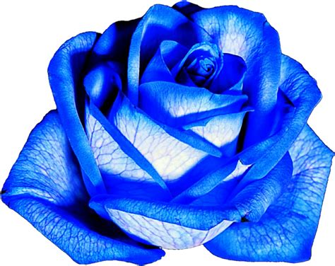 Gambar Bunga Png Blue Roses Png Gambar Bunga Mawar Biru Png Clipart Riset