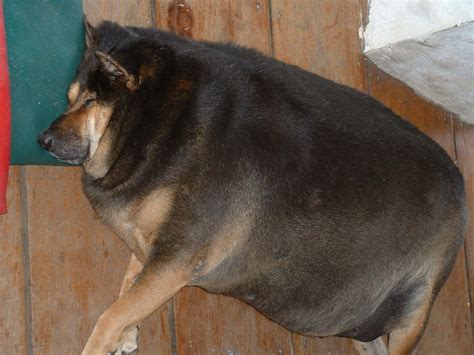 Free Download The Fat Dog Site Visuals 1024x768 For Your Desktop