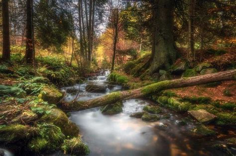 Beautiful Forest Landscape Photography By Daniel Herr 01