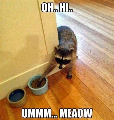 Funny Funny Animal Jokes Funny Animal Pictures Cute Funny Animals