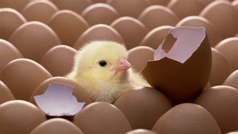 Chick Hatched From Eggs Wallpapers And Images Wallpapers Pictures