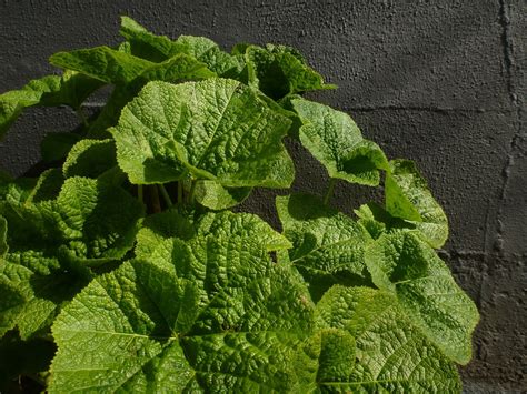 The common hollyhock, alcea rosea , to give it its scientific name is a member of mallow family. TravelMarx: Bus Stop Biosphere V