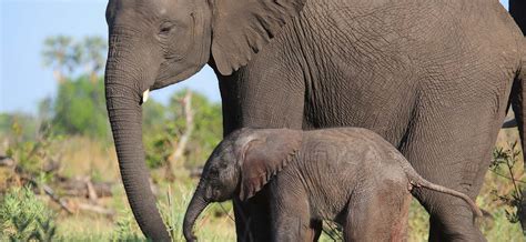 Check spelling or type a new query. Elephants - Save Animals Facing Extinction