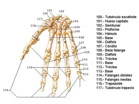 Pin En Atlas De Anatomía