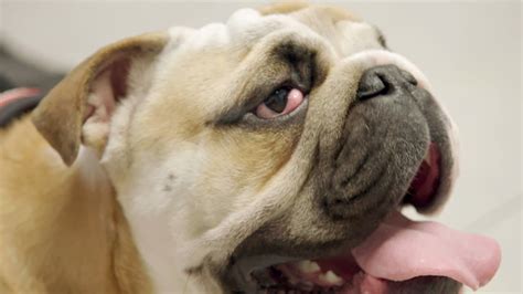 The english bulldog has a sweet, gentle disposition. What's Causing This English Bulldog's Bloodshot Eye? | The Vet Life - YouTube