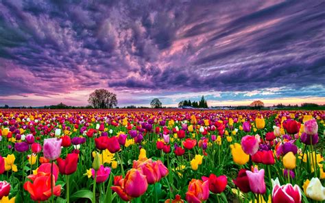 Field Desktop Tulips 2k Sunset Background Hd Wallpaper