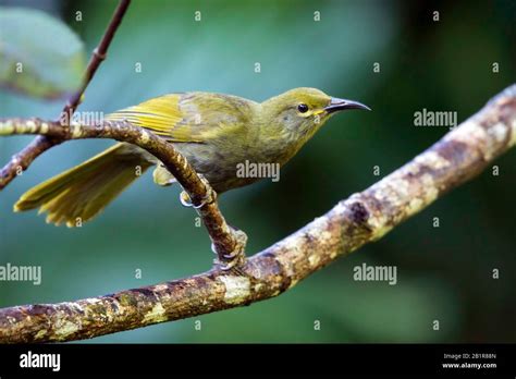 Giant Honeyeater Hi Res Stock Photography And Images Alamy