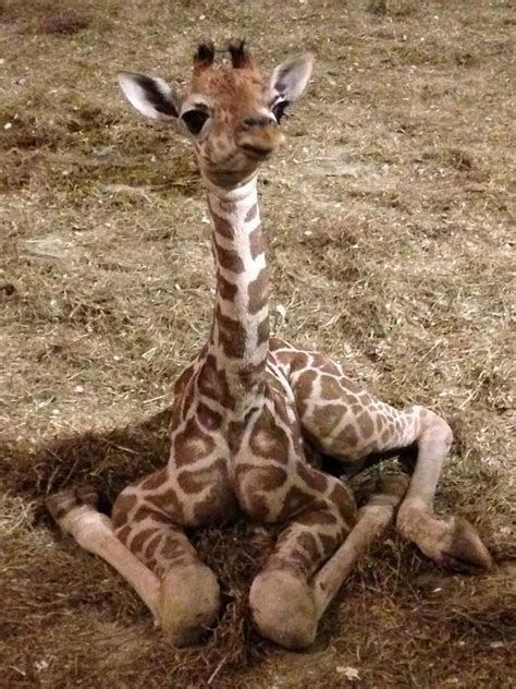 Baby Giraffe Cute Animals Giraffe Baby Animals Pictures