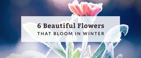 Georgia basil is a good landscape plant for dry soils in full sun. 6 Beautiful Flowers That Bloom in Winter | Hurdle Land and ...