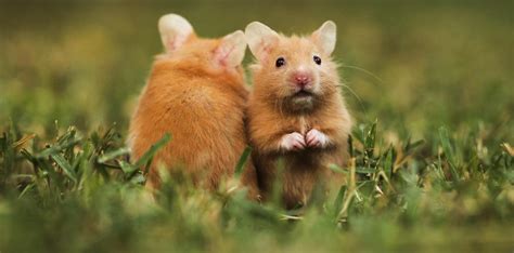 Small animal pets if you're ready to keep a small animal as a pet, we can help. Hamsters | Witte Molen