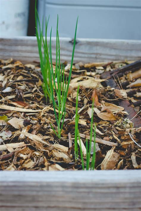 Look closely at the soil in your vegetable garden — it's. Garden Weeds: How to keep weeds out of the garden for good!