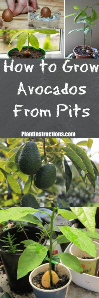Avocado pits are most likely to grow if they come from a ripe fruit. How to Grow Avocado Trees From Pits - Plant Instructions