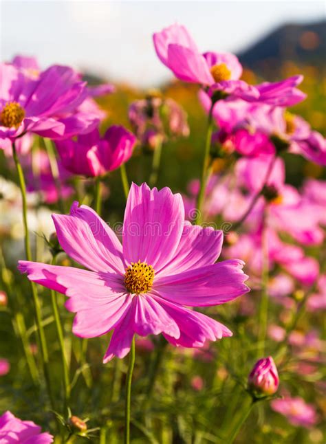 Pink Cosmos Flowers Stock Photo Image Of Pink Natural 35501602