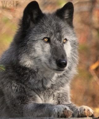 Official account of wolverhampton wanderers. Where Did Black Wolves Come From? | Wolf Conservation Center