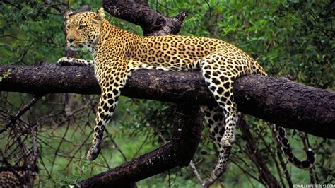 Animals Pictures | High Definition Wallpapers, High Definition Backgrounds
