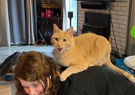 45 Times Cats Malfunctioned And Their Owners Just Had To Document It