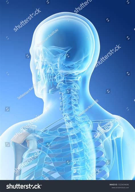 3d Rendered Illustration Mans Skeletal Anatomy Stock Illustration