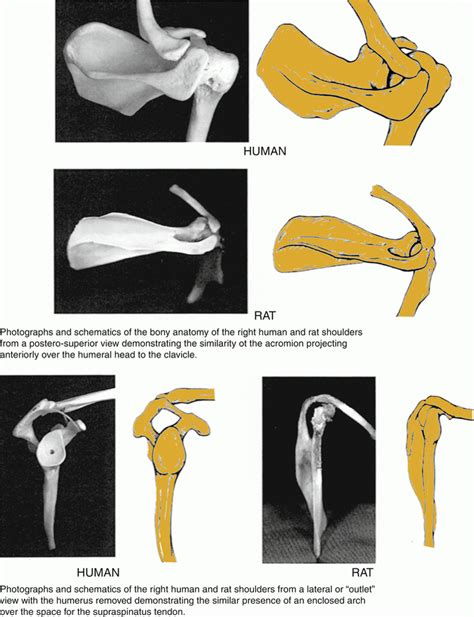 Comparative Anatomy Of The Shoulder Musculoskeletal Key