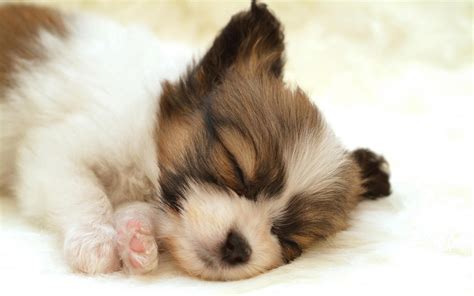 Very Cute Puppy Sleeping Wallpapers On Wallpaperdog