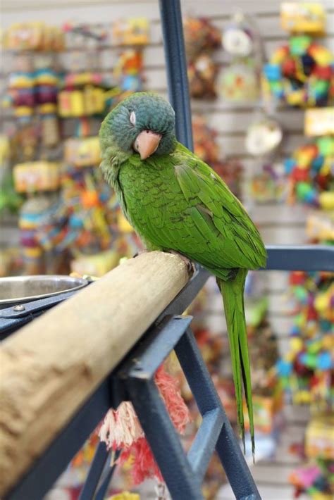 Blue Crown Conures For Sale Blue Parrot Exotic Birds