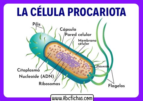 Partes De La Celula Procariota Abc Fichas