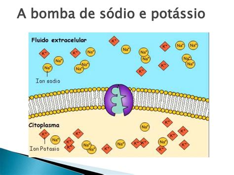 Permeabilidade Seletiva Da Membrana Plasmática
