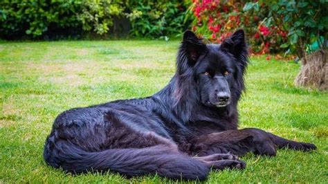 Breed Standard For A Black German Shepherd Dog The Black Gsd Will