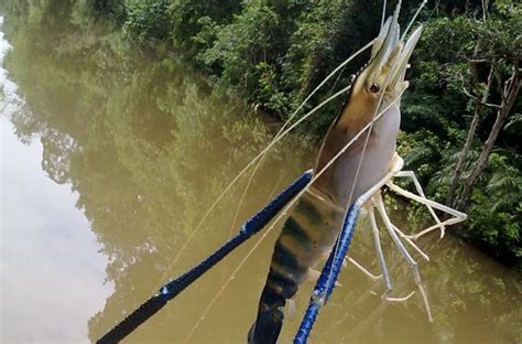 Harga pasaran udang galah saat ini juga mengalami grafik kenaikan yang signifikan. Cara Memancing Udang Galah Paling Efektif ~ Resep Umpan ...