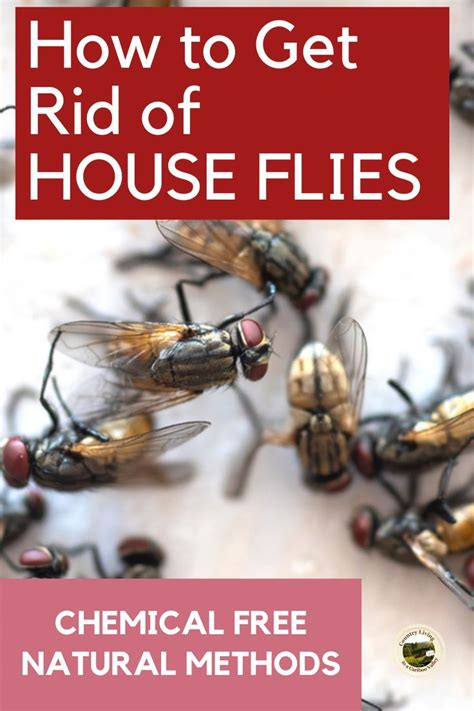 How To Get Rid Of Flies Inside Your House Latest News
