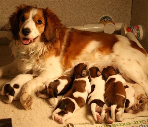 Kooikerhondje Info Temperament Care Training Puppies