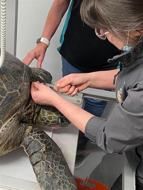 Green Sea Turtle That Landed At Middleton Beach In Cry For Help To Be