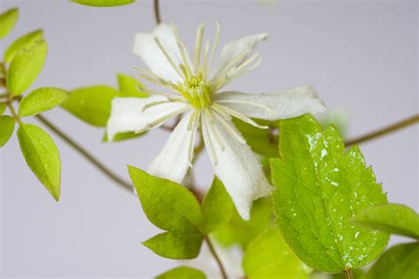It is hardy to zone (uk) 4. Gemeine Waldrebe - Clematis vitalba günstig online kaufen