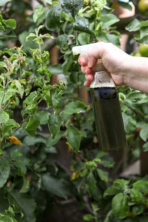 Homemade Organic Pest Control For Vegetable Garden Garden Pest