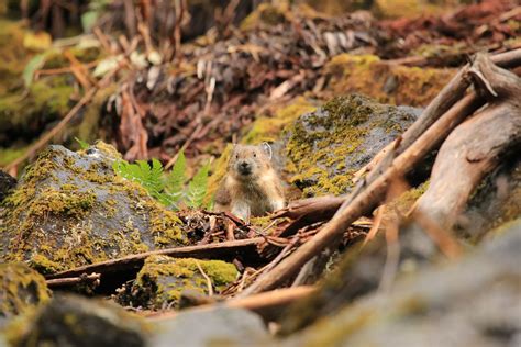 American Pika With Food Mount Rainier National Park Flickr