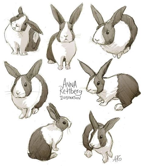 Bunny Anna Rettberg Bunny Sketches Bunny Drawing Bunny Art