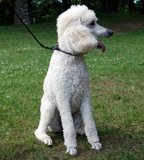 Please take a moment to find your new family member by checking out our current available standard poodle puppies for sale page. White Standard Poodle | jodispayne.....Mostly off :( | Flickr