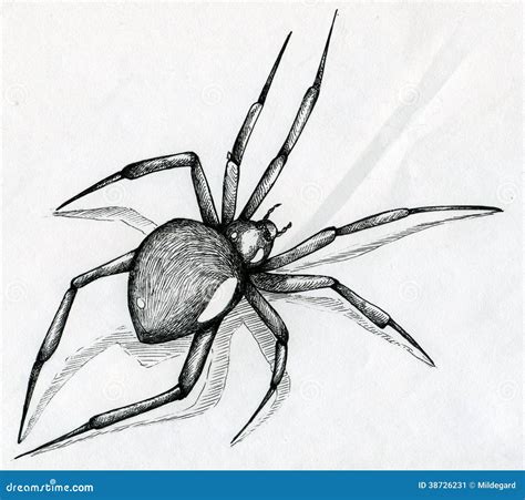 Black Widow Spider Drawing Stock Image Image 38726231