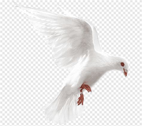 Columbidae Homing Pigeon Bird Release Dove Duiven Als Symbolen Vogel