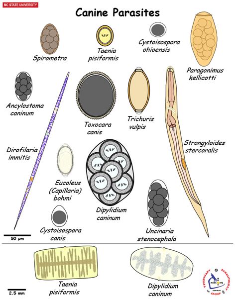 Canine Parasites Chart