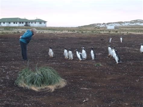 When the penguin gets cold, it can puff their feathers out to trap air for better insulation. PetersPenguinPost: Sea Lion Island: how much does your ...