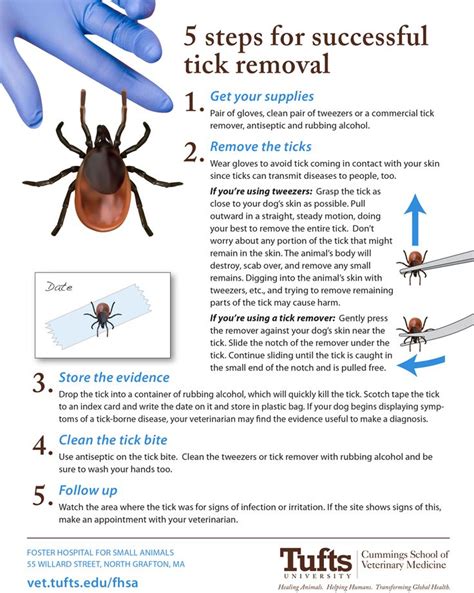 74 Best Images About Fleas And Ticks And Mites And Worms Oh My On
