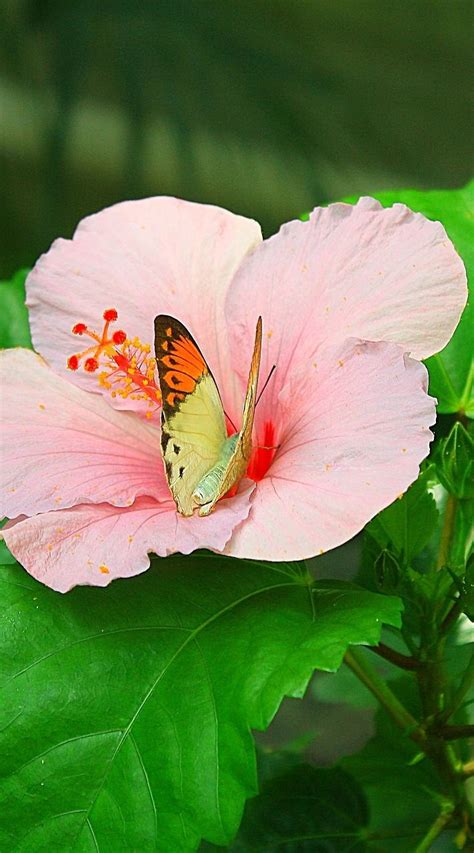 What specific flowers attract bees? A butterfly on a pink flower | Butterfly photos ...