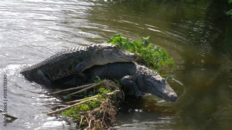 Vídeo Do Stock Alligators Male And Female During Mating Period Mate In