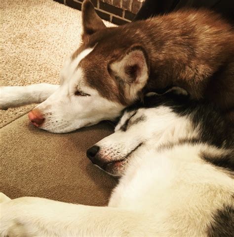 Science Confirms For Huskies Their Humans Are Their Parents