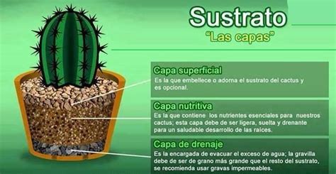 Las diferentes opciones que encontrarás en las suculentas. Sustrato para cactus | Cuidado de cactus, Cactus, Crasas